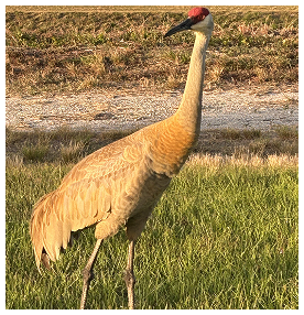 Sandhill crane walking in grassy wetlands in Port St. Lucie, Florida